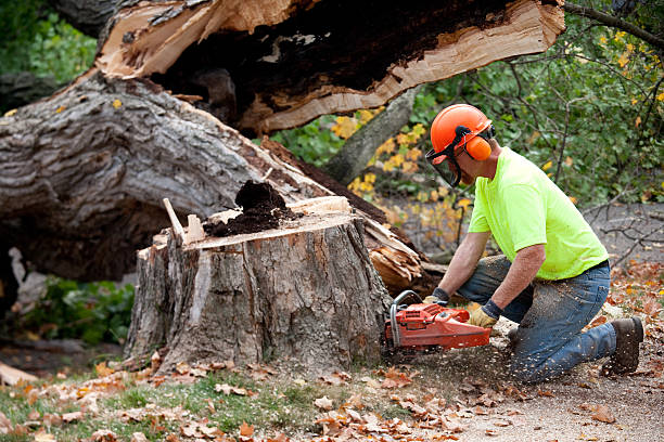 Why Choose Our Tree Removal Services in Huntington, TX?